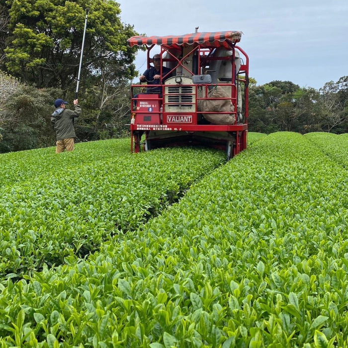 Tea Field Harvester in Tanegashima Island, Kagoshima, Japan
