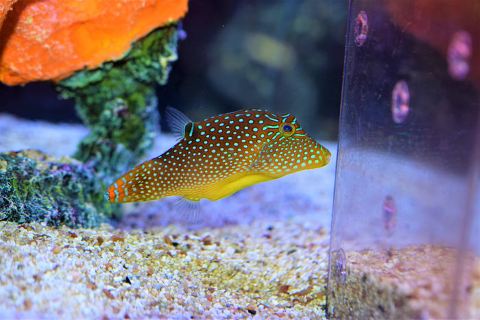 Blue Dot Pufferfish