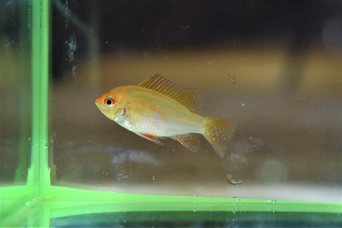 Gold Ram
