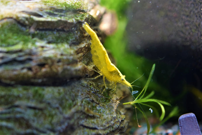 Golden Back Shrimp