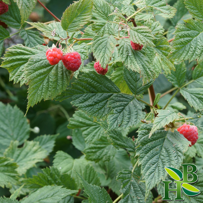 Herb To Body - Raspberry Leaf C/S
