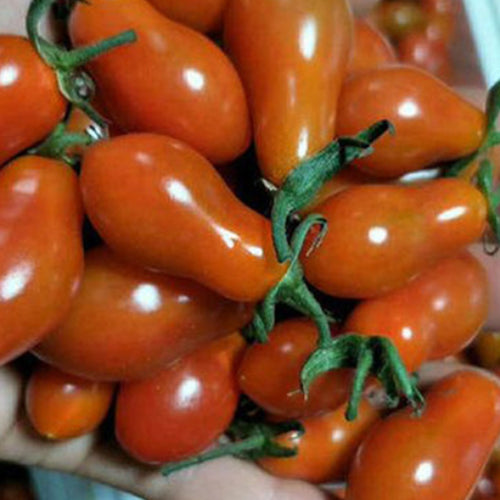 Hybrid F1 Red Cherry Tomato Seeds