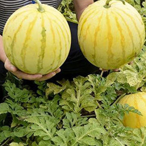 Hybrid-F1-Yellow-Skin-And-Yellow-Flesh-Watermelon-Seeds