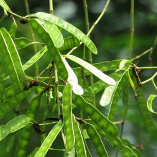 Mimosa sepiaria & Mimosa light pod Seeds