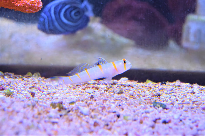 Randalli Goby