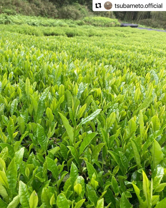 #0894.A1 Tsubame to Chabatake: Farm Direct Sencha from Nukata Village, Okazaki, Aichi