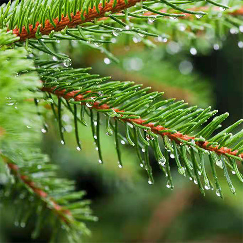 Abies fabri & Fir Seeds