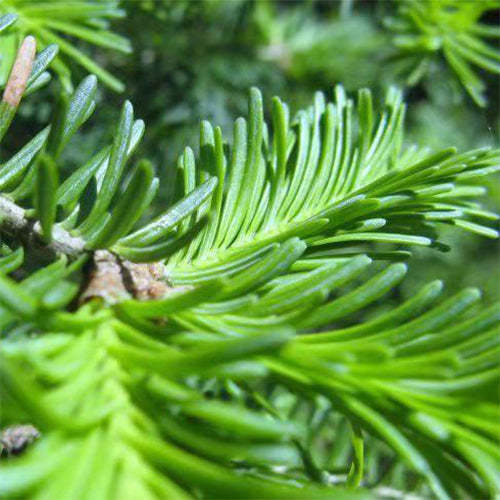 Abies fabri & Fir Seeds