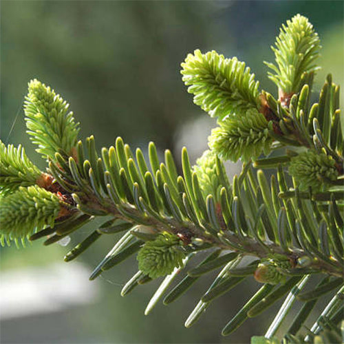 Abies fabri & Fir Seeds
