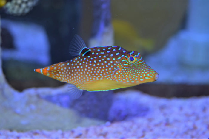 Blue Dot Pufferfish