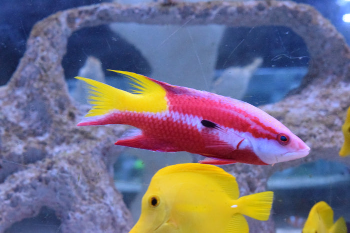 Cuban Hogfish