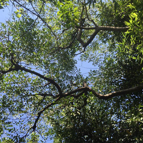 Dalbergia-hupeana-Dalbergia-Seeds