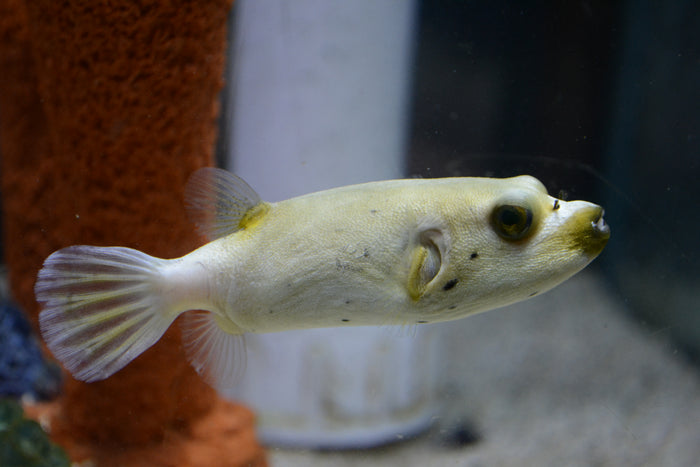 Dogface Puffer