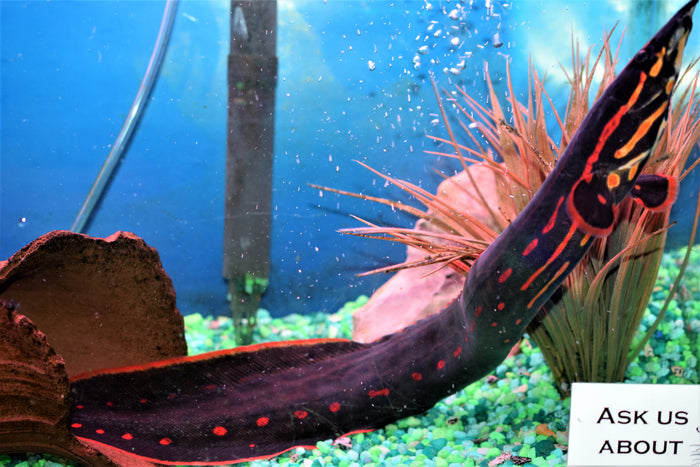 Fire Eel