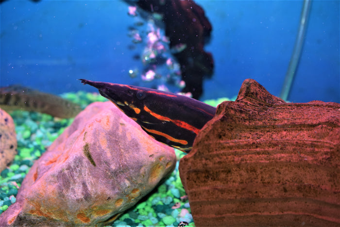 Fire Eel