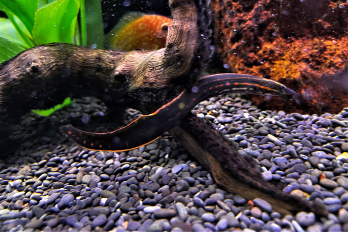 Fire Eel