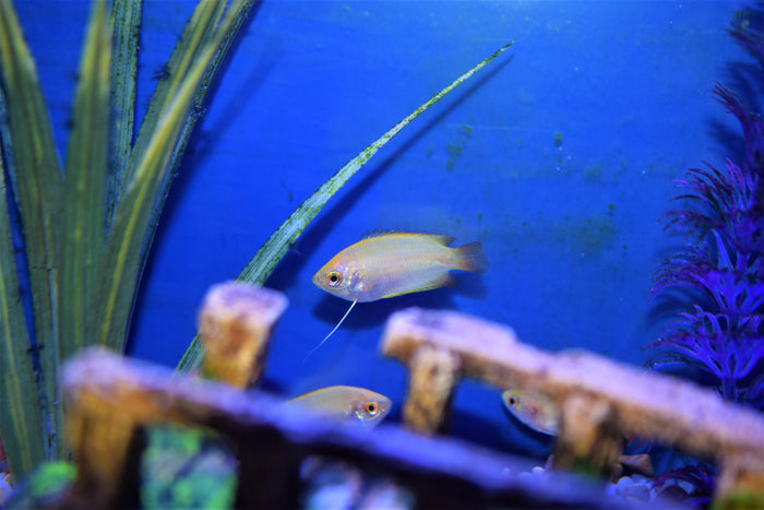 Gold Honey Gourami