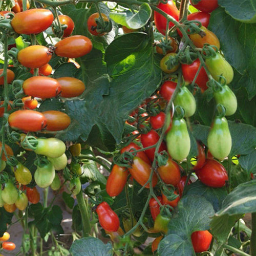 Hybrid F1 Red Cherry Tomato Seeds