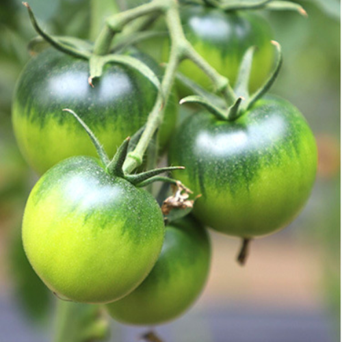 Hybrid F1 Strawberry tomato seeds