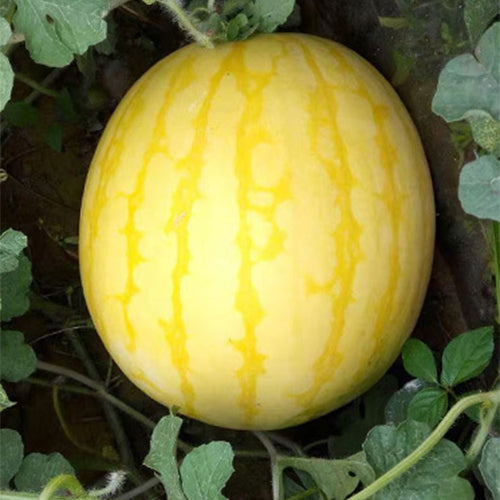 Hybrid-F1-Yellow-Skin-And-Yellow-Flesh-Watermelon-Seeds
