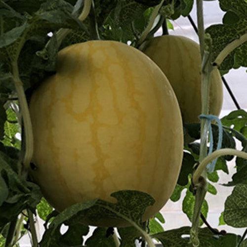 Hybrid-F1-Yellow-skin-red-flesh-Watermelon-Seeds