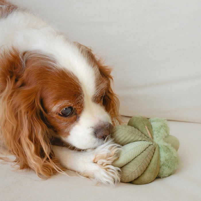 The LAMBWOLF COLLECTIVE - TOTO SILENT SNUFFLE BALL DOG TOY is a soft, light green plush ball crafted from various textured fabric segments stitched together in a flower-like or abstract shape.