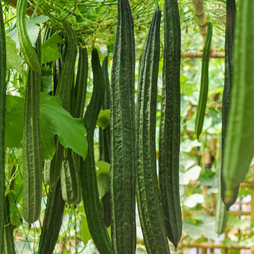 Long-Ribbed-Luffa-Seeds