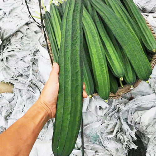 Long-Ribbed-Luffa-Seeds
