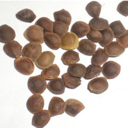 Mimosa sepiaria & Mimosa light pod Seeds