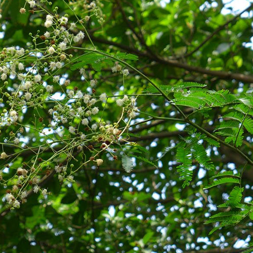 Mimosa sepiaria & Mimosa light pod Seeds