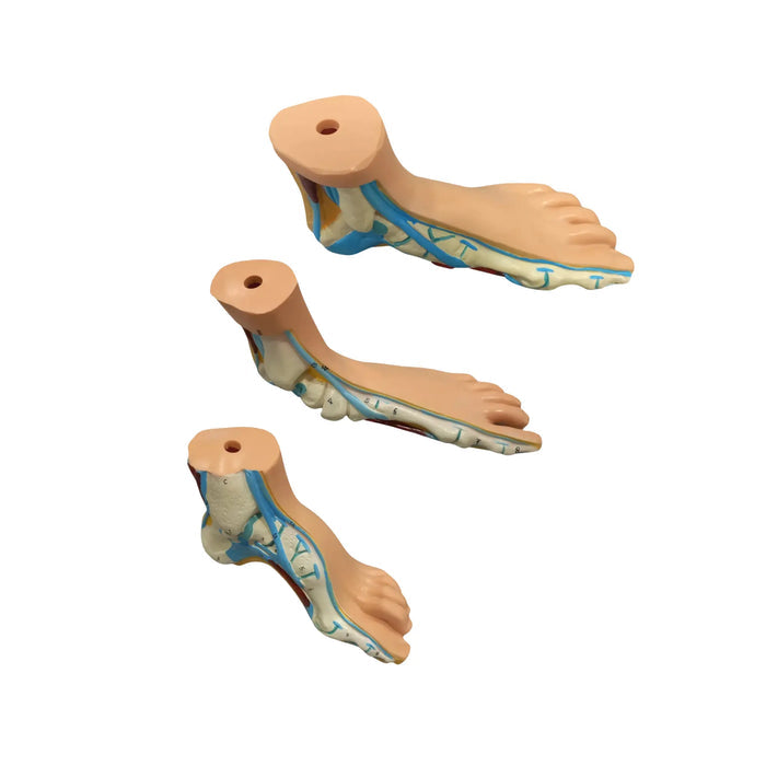 Set of 3 anatomical feet My Podologie