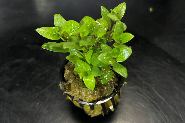 Staurogyne Repens