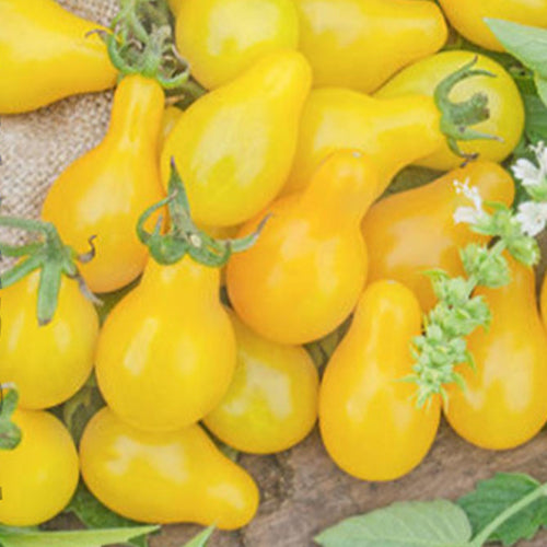 Yellow tomato Seeds